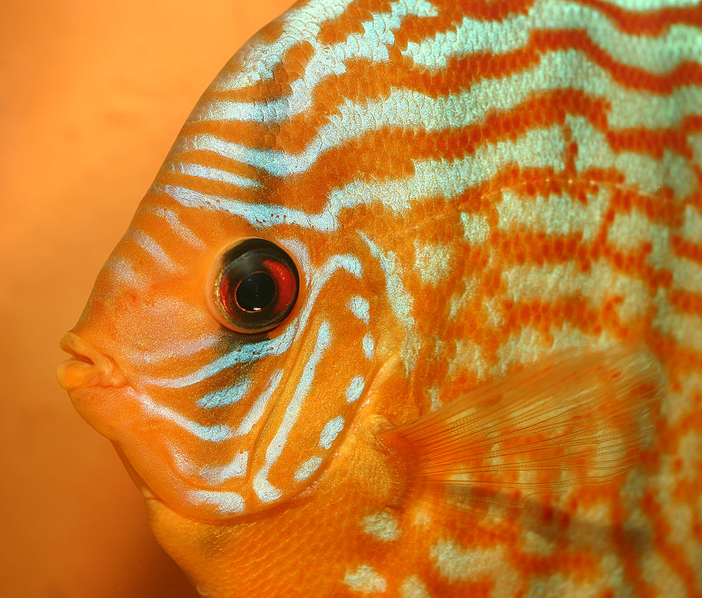 Diskus