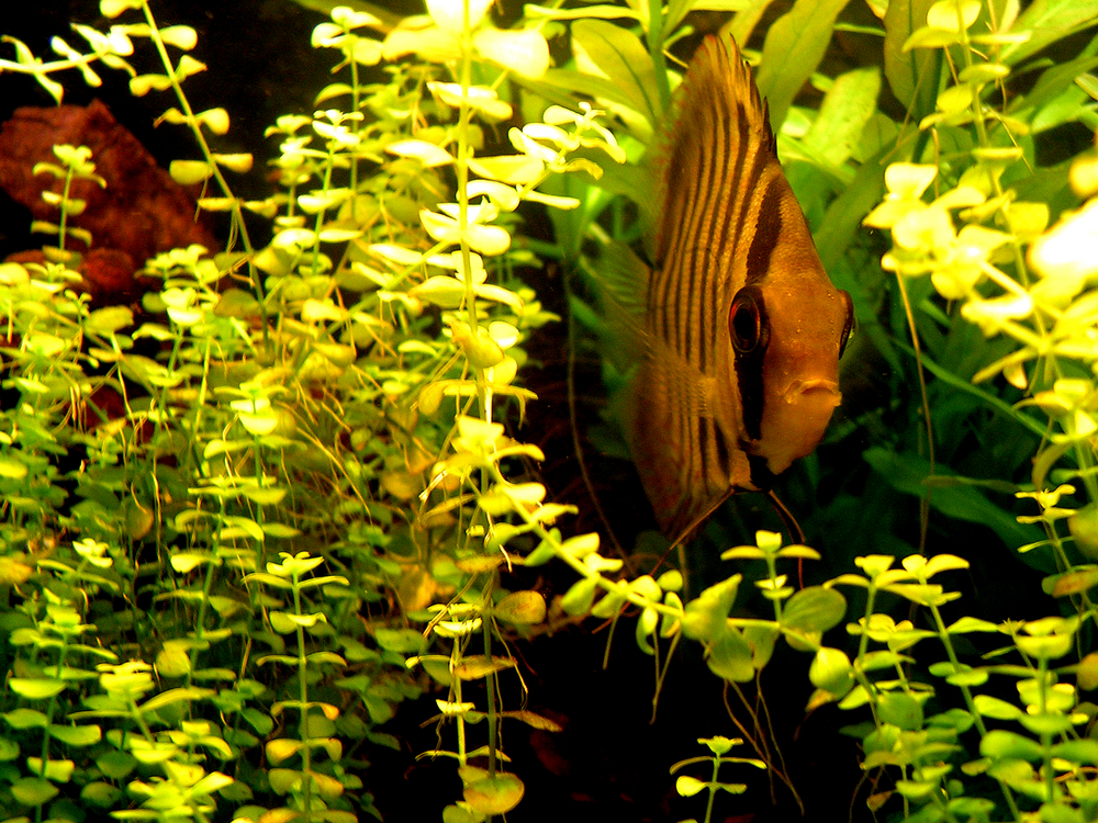 Symphysodon sp.