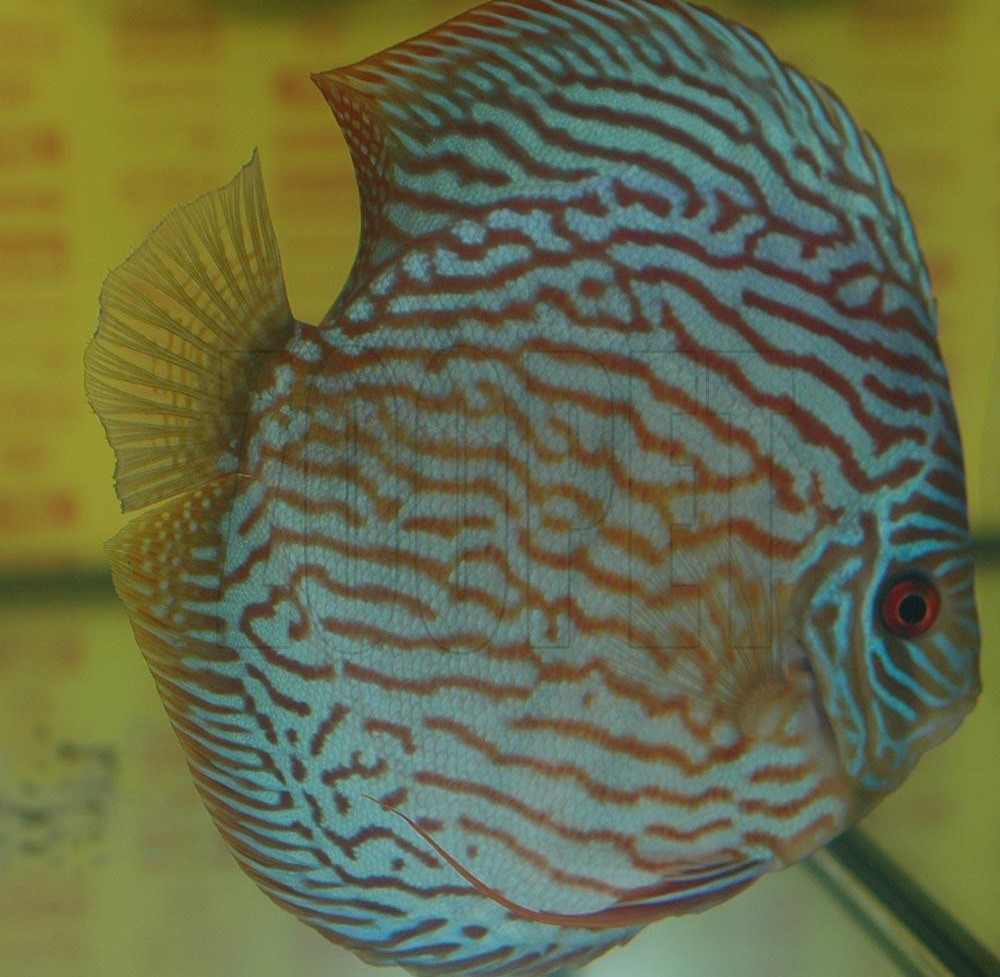 Symphysodon sp. 'striped turquoise´, klassvinnare Champ 2004