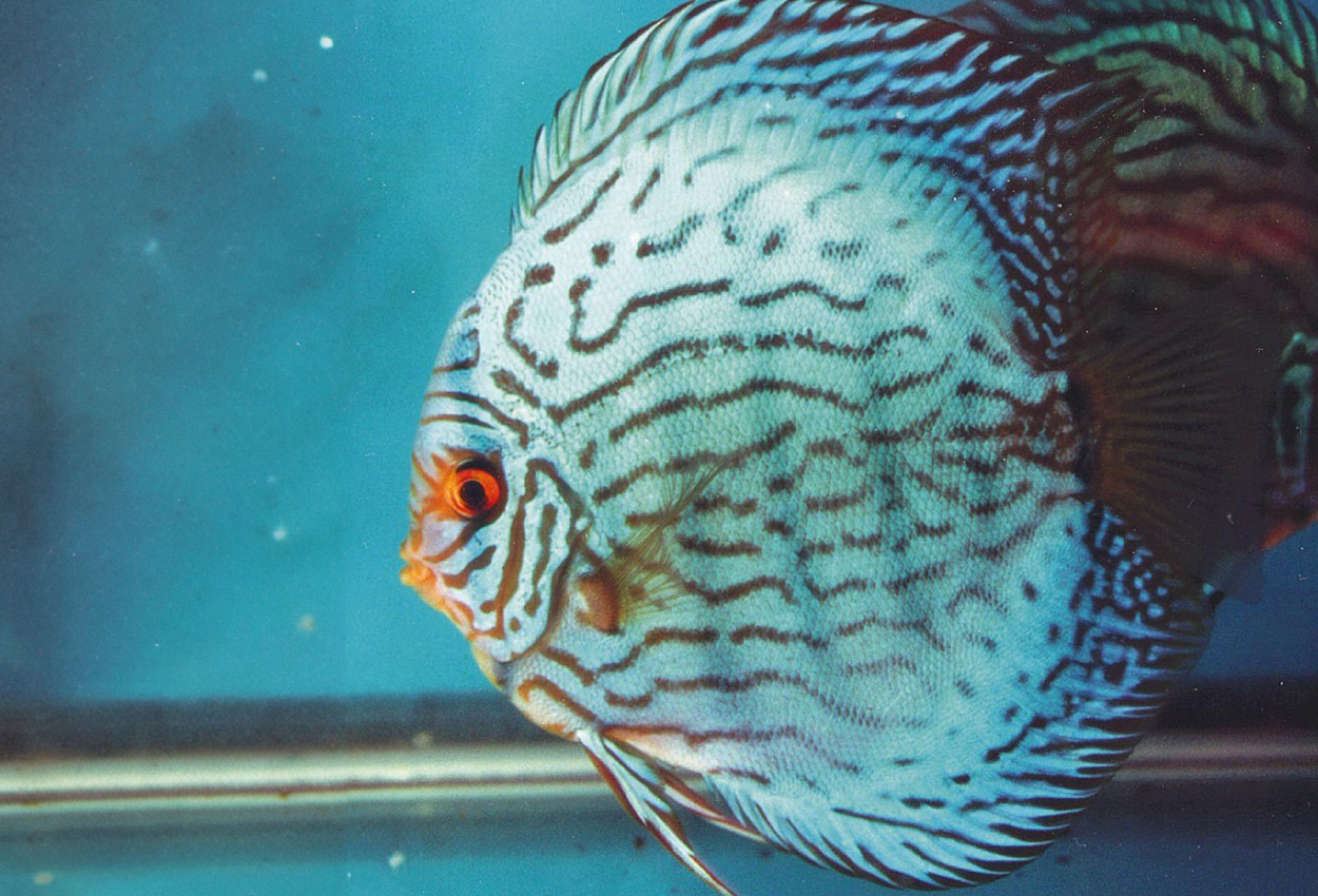 Symphysodon sp. 'striped turquoise', striped blue turquoise