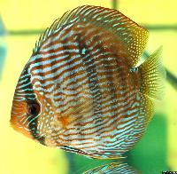 Symphysodon discus "heckel"