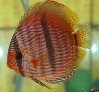 Symphysodon discus "heckel"