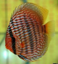 Symphysodon discus "heckel"