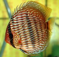 Symphysodon discus "heckel"