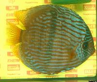 Symphysodon discus "heckel"