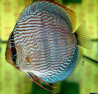 Symphysodon discus "heckel"