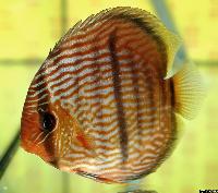 Symphysodon discus "heckel"
