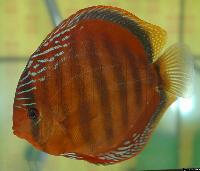 Symphysodon aequifasciatus axelrodi "brown"