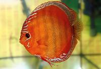 Symphysodon aequifasciatus axelrodi "brown-santarem"