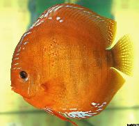 Symphysodon aequifasciatus axelrodi "brown-santarem"