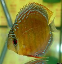 Symphysodon aequifasciatus axelrodi "brown"