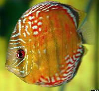 Symphysodon aequifasciatus axelrodi "brown"