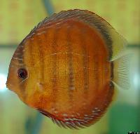 Symphysodon aequifasciatus axelrodi "brown"