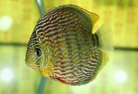 Symphysodon aequifasciatus haraldi "blue"-klassvinnare Champ2004