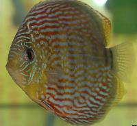 Symphysodon aequifasciatus haraldi "blue"