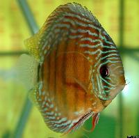 Symphysodon aequifasciatus haraldi "blue"