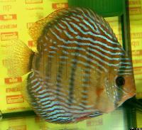 Symphysodon aequifasciatus haraldi "blue"