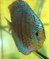Symphysodon sp. "red spotted"