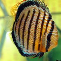 Symphysodon aequifasciatus aequifasciatus "red spotted green" -bäs