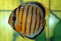 Symphysodon aequifasciatus aequifasciatus "red spotted green"-bäst