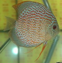 Symphysodon sp. "red spotted"
