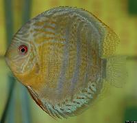 Symphysodon aequifasciatus aequifasciatus "red spotted green"
