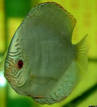Symphysodon sp. "övriga-green"