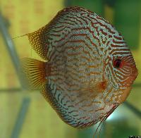 Symphysodon sp. "striped turquoise"