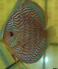 Symphysodon sp. "striped turquoise"
