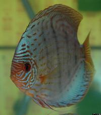 Symphysodon sp. "striped turquoise"