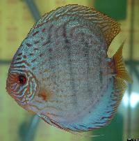 Symphysodon sp. "striped turquoise"