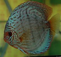 Symphysodon sp. "striped turquoise"