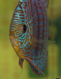 Symphysodon sp. "striped turquoise"