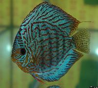 Symphysodon sp. "striped turquoise"