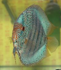 Symphysodon sp. "striped turquoise"