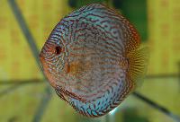 Symphysodon sp. "striped turquoise"