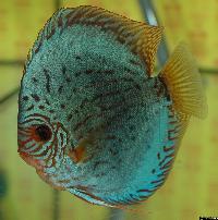 Symphysodon sp. "striped turquoise"