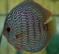 Symphysodon sp. "striped turquoise"