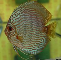 Symphysodon sp. "striped turquoise"