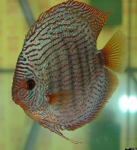 Symphysodon sp. "striped turquoise"