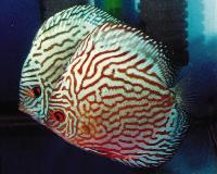 Symphysodon sp. "red turquoise-cobalt red turquoise"
