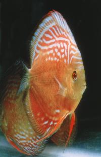 Symphysodon sp. "övriga-marlboro red"