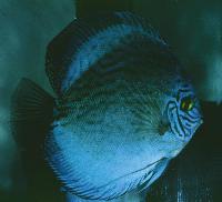Symphysodon sp. "solid turquoise-solid cobalt blue"