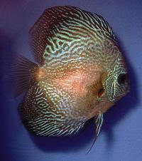 Symphysodon sp. "snakeskin-blue snakeskin"