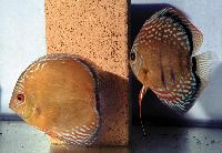 Symphysodon aequifasciatus axelrodi "brown"