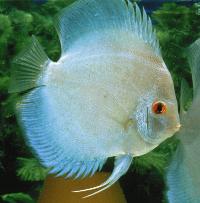 Symphysodon sp. "solid turquoise-blue diamond"