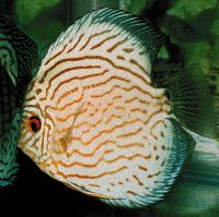 Symphysodon sp. "red turquoise"  (Schmidt Focke)