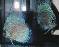 Symphysodon sp. "striped turquoise-Wattley"