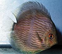 Symphysodon discus "heckel"