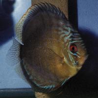 Symphysodon aequifasciatus aequifasciatus "green"